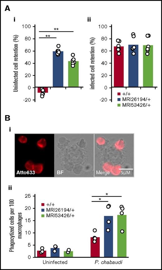 Figure 6. Sptb-mutant erythrocytes are more susceptible to retention in an in vitro filtration model and macrophage phagocytosis. Relative retention rates of uninfected (Ai) or infected (Aii) mutant cells compared with uninfected WT cells in an in vitro spleen retention bead assay. Phagocytized cells quantified by fluorescent label (atto633) and macrophages by bright field (Bi-ii). Mann-Whitney U test was used to calculate P value. *P < .05, **P < .001.