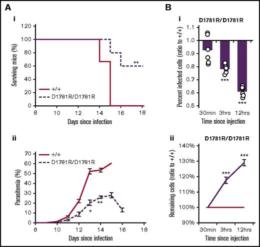 Figure 7. Mice with a targeted CRISPR mutation in the ankyrin binding site of β spectrin are resistant to malaria.Survival (Ai) and parasitemia (Aii) of WT and SptbD1781R/D1781R mice infected with 1 × 104 P chabaudi parasites. (B) IVET assay results (as described in Figure 4) using SptbD1781R/D1781R- and WT-labeled erythrocytes. Percentage of infected cells (ratio to +/+) (Bi) and remaining cells (ratio to +/+) (Bii). Mean and standard error of the mean are indicated. The 1-sample t test was used to calculate P values for ratios; Mann-Whitney U test was used otherwise. *P < .05, **P < .01, ***P < .001.
