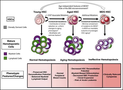 Figure 1. The features of HSCs in the context of aging and MDS are shown. With normal aging, there is an increase in the risk of the development of CHIP, but the contributions of and requirement for CHIP in aging phenotypes remain incompletely understood. Many functional characteristics of aged HSCs are accentuated in MDS, but the molecular events necessary to transition from CHIP to the clinically significant cytopenias seen in MDS remain unclear.