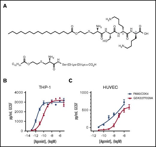 Figure 1. Structure and in vitro activity of GSK3277329. (A) Chemical structure of GSK3277329. (B-C) TLR2 agonists stimulate G-CSF release in a concentration-dependent manner in PMA-differentiated human THP-1 cells (n = 2 replicates) (B) and HUVECs (GSK329 n = 6 replicates, PAM2CSK4 n = 2 replicates) (C). Graphs show mean ± standard error of the mean (SEM). Error bars are not shown if the error is smaller than the symbol size.