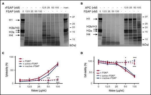 Figure 1. Active FSAP proteolyzes all histone subtypes and provides protection against histone-induced cytotoxicity in HEK293 cells. (A-B) Calf thymus histones (100 µg/mL or ∼7 µM) were incubated with different concentrations of plasma-purified active FSAP (12.5, 25, 50, or 100 nM) and the same concentrations of active rFSAP (A) or APC (B) at 37°C for 30 minutes to determine proteolysis of the different histone subtypes. Cleavage products were visualized by SDS-PAGE and subsequent silver staining. Normal plasma concentration of FSAP: ∼185 nM. Arrows indicate the different histone subtypes. (C-D) Histones (100 µg/mL) were incubated with 20 nM of plasma-purified active FSAP, active rFSAP, or inactive rFSAP for 30 minutes before their addition to HEK293 cells and overnight incubation. To determine cytotoxicity, lactate dehydrogenase levels were quantified in the supernatant (C), whereas the viability of the cells was assessed by conversion of thiazolyl blue tetrazolium bromide (D). Cytotoxicity is expressed as a percentage of cytotoxicity induced by 0.1% saponin, and cell viability is expressed as a percentage of untreated cells. Data are expressed as mean ± standard error of the mean obtained from 3 independent experiments, each performed in triplicate. *P < .05, **P < .01, ***P < .001 (calculated using an unpaired 2-tailed Student t test). inact, inactive.