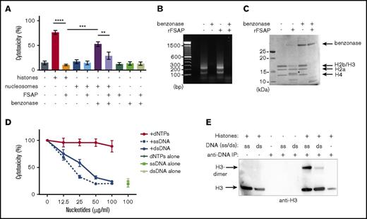 Figure 3. Histones in the form of a nucleosome complex are not cytotoxic unless released by DNA digestion. (A) HEK293 cells were incubated overnight with histones (100 µg/mL) or nucleosomes (100 µg/mL), and lactate dehydrogenase (LDH) release was determined as a readout for cytotoxicity. Cytotoxicity was expressed as a percentage of cytotoxicity induced by 0.1% saponin. Nucleosomes or histones were preincubated with buffer and 20 nM of rFSAP, or 5000 U/mL of benzonase nuclease or a combination of both for 30 minutes at 37°C. (B-C) Nucleosomes that had been preincubated with benzonase nuclease, rFSAP, or a combination of both for the experiment in panel A were separated on agarose gel and DNA visualized with dsRED (B) or on SDS-PAGE with instant blue staining for protein (C). The gels shown are representative of 3 independent experiments. Arrows indicate the different histone subtypes and benzonase. *Indicates a 13-kDa cleavage product. (D) HEK293 cells were incubated overnight with histones (100 µg/mL) that had been preincubated with 0 to 100 µg/mL of dNTPs, ssDNA, or dsDNA for 30 minutes at 37°C. LDH release was determined as a readout for cytotoxicity. The cytotoxicity induced with 100 µg/mL of histones was defined as 100%. (E) Histones (10 µg/mL) were incubated with ssDNA, dsDNA (10 µg/mL), or buffer before incubation with sepharose-coupled anti-DNA. Histone H3 was visualized in the immunoprecipitated samples by immunoblotting. Data are expressed as mean ± standard error of the mean from 3 independent experiments, each performed in triplicate. **P < .01, ***P < .001, ****P < .0001 (calculated using a Bonferroni corrected 1-way analysis of variance). IP, immunoprecipitation.
