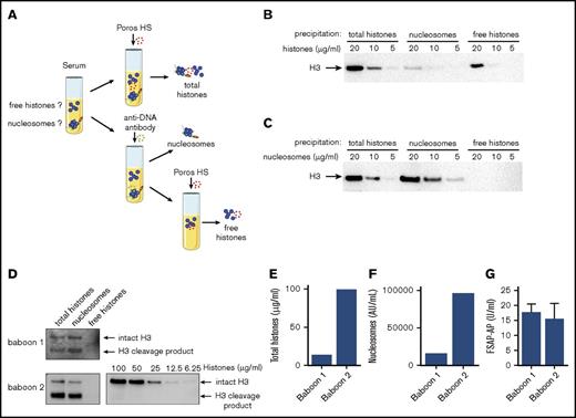 Figure 5. Free histones are not detectable in sera of baboons challenged with E coli. (A) Schematic overview of total histone precipitation by Poros HS; nucleosome precipitation by an anti-DNA antibody coupled to sepharose, followed by precipitation of remaining free histones by Poros HS. (B-C) FSAP-deficient serum was spiked with 5 to 20 µg/mL of histones (B) or nucleosomes (C) and incubated with Poros HS, a strong cation exchange resin, to precipitate both histones and nucleosomes. In parallel, similarly spiked samples were incubated with an anti-DNA antibody coupled to sepharose to immunoprecipitate all nucleosomes, but not free histones, before incubation with Poros HS to precipitate the remaining free histones. Samples were separated by SDS-PAGE, and the presence of histone H3 in the precipitated samples was determined using anti–histone H3 antibody on immunoblot. (D) The presence of nucleosomes and free histones was analyzed in serum of 2 baboons that had been lethally challenged with E coli. As before, total histones, nucleosomes, or free histones were separated on gel, and histone H3 was visualized (D) and quantified (E) using a histone titration on the same blot as exemplified for baboon 2. (E) Histone levels as determined with densitometric analysis. (F) Nucleosome levels as determined in the sera by ELISA. (G) FSAP-AP levels were determined by ELISA to verify FSAP activation. Blots are representative of 3 independent experiments, except for the baboon samples, which are representative of 2 independent experiments because of limited sample availability. Arrows indicate intact histone H3 or a cleavage product of histone H3.