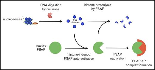 Figure 7. Schematic model of the proposed mechanism by which histones liberated from nucleosomes upon DNA digestion are degraded by FSAP. Nucleosomes are not cytotoxic, but through digestion of nucleosome DNA by circulating nucleases, cytotoxic histones may be liberated. These histones induce the autoactivation of FSAP, and the histones are in turn rapidly degraded by FSAP, which neutralizes their cytotoxicity. FSAP is subsequently inactivated through irreversible complex formation with serin protease inhibitors, including AP.