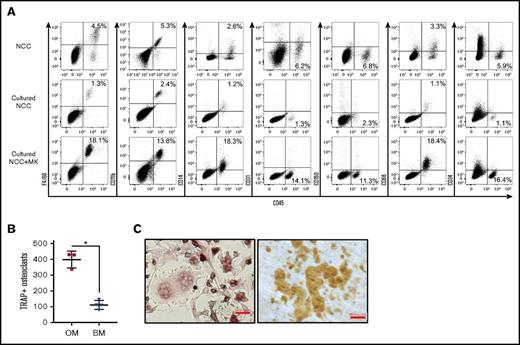 Figure 1. Phenotypic analysis of fresh and cultured OMs. (A) Representative data from the flow cytometric analysis of freshly isolated NCCs, NCCs cultured alone for 7 days (Cultured NCC), or cultured for 7 days with megakaryocytes (Cultured NCC+MK). In the example shown in the figure, cultures were initiated with 2 × 104 NCCs. On day 7, cultures contained 7 × 104 cells without and 1.8 × 105 cells with megakaryocytes, indicating that the number of CD45+F4/80+ cells in these cultures was ∼900 and 32 500 on day 7, respectively. Staining included CD41 to ensure that only CD41− cells were analyzed. (B) CD45+F/48+ OMs from NCCs or BM cells from long bones were cultured with RANKL and M-CSF to induce osteoclast formation. TRAP+ osteoclasts with ≥3 nuclei were quantified. *P < .05. (C) Osteoclasts formed from the calvariae-derived (left panel) OMs were replated on dentin, and resorption pits were stained after 3 days (right panel). Representative images of TRAP+ osteoclasts and resorption pits formed by these cells are shown. Slides were stained as described in “Materials and methods.” Scale bar indicates 50 μm.