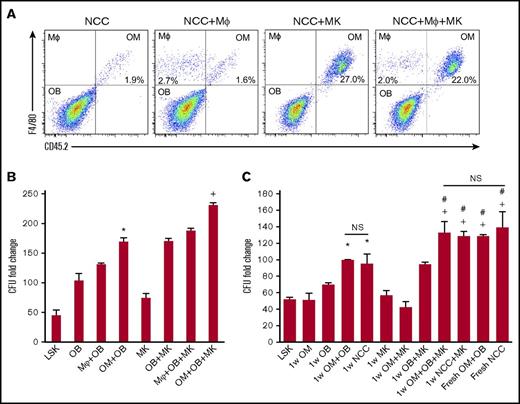 Figure 3. Effect of megakaryocytes on OM function. (A) Representative flow cytometric analysis of OMs and macrophages (MΦ) cultured for 1 week with megakaryocytes. NCCs and megakaryocytes were isolated from CD45.2 mice, and BM-derived macrophages and CD45+F4/80+ cells were collected from CD45.1 mice. (B) Cocultures of NCC-derived OBs (CD45−F4/80− cells) mixed with either the original number of OMs contained in freshly isolated NCCs (OM+OB) or a complimentary number (equivalent to the original number of OMs in NCCs) of BM-derived CD45+F4/80+ macrophages (MΦ+OB) were established. LSK cells were added with or without MKs, and LSK progeny were assessed for CFU content on day 7. CFU fold increase was calculated relative to that obtained from 250 fresh LSK cells. *P < .001 vs LSK, OB, MΦ+OB; +P < .001 vs MK, OB+MK, MΦ+OB+MK; 1-way ANOVA). (C) Fresh NCCs or fractions of NCCs (OBs or OMs) cultured with or without MKs (as indicated on the x-axis) were seeded with LSK cells then assayed 7 days later for their CFU content. CFU fold increase was calculated relative to that obtained from 250 fresh LSK cells. *P < .05 vs LSK, OM, and OB groups; +P < .005 vs MK, OM+MK, and OB+MK groups; #P < .05 vs 1w OM+OB and 1wNCC groups; one-way ANOVA). Please note that data in panels B and C are reported as fold increase rather than absolute numbers of CFUs to highlight the magnitude 1wNCC of CFU increase in these cultures. MK, megakaryocyte; OB, osteoblast.