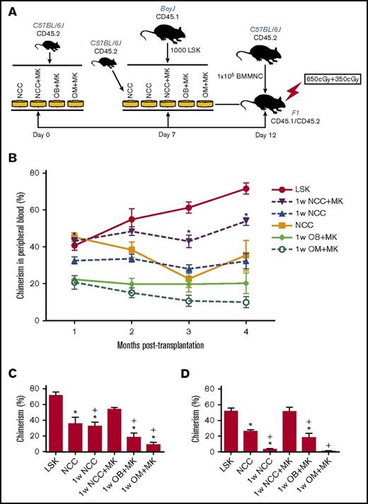 Figure 4. In vivo assays of cells maintained in vitro with NCCs or sorted fractions of NCCs. (A) Schema summarizing the protocol for maintaining LSK cells in cocultures followed by transplantation of progeny cells into CD45.1/CD45.2 recipients. (B) Progeny of 1000 LSK cells from C57BL/6 (CD45.2) mice cocultured for 5 days with each group of cells identified in panel A were transplanted in a competitive repopulation assay with 100 000 BoyJ (CD45.1) cells via tail vein injection in lethally irradiated (split dose of 650 and 350 cGy) CD45.1 × CD45.2 F1 recipients. Freshly isolated LSK cells from BoyJ mice were used as control. Engraftment was assessed in the peripheral blood monthly and plotted for each group (n = 8–9 mice per group from 2 independent experiments). *P < .05 vs 1w NCC, 1-way ANOVA. (C) Chimerism in the BM of primary recipients (shown in panel B) at 4 months posttransplantation. (D) At 4 months post–primary transplantation, halves of femurs from primary recipients were transplanted into lethally irradiated secondary recipients. Chimerism in secondary recipients at 3 months posttransplantation is shown (4 mice per group) *P < .05 vs LSK group, +P < .05 vs 1w NCC+MK group, 1-way ANOVA.