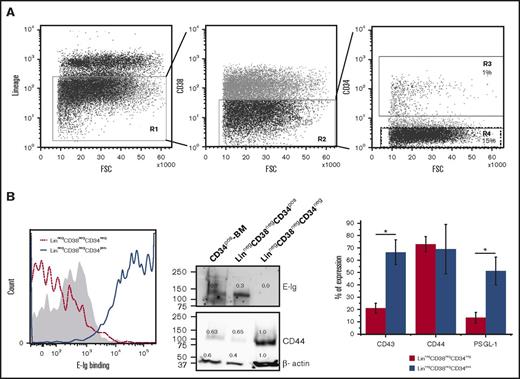 Figure 1. Differential expression of E-selLs on CD34pos and CD34neg subsets isolated from the Linneg CD38neg fraction of human BM. (A) Overview of the gating strategy used to isolate CD34negCD38neg and CD34posCD38neg fractions by fluorescence-activated cell sorting of lineage-depleted (Linneg) BM MNCs. Left panel, dot plot represents the cell surface expression of a lineage marker cocktail (including CD2, CD3, CD11b, CD14, CD15, CD16, CD19, CD56, CD123, CD235a, and CD7). Cells residing in the negative fraction (R1) were further gated for CD38-negative cells (R2) (middle panel) and then subdivided into 2 subpopulations based on CD34 expression, CD34pos and CD34neg residing in R3 and R4 gates, respectively (right panel). Data shown are representative of n = 4 experiments. (B) Left panel, representative E-Ig staining profile of CD34pos and CD34neg subpopulations isolated as depicted in panel A. The shaded curve shows EDTA control (20 mM; on the LinnegCD38negCD34pos subset), whereas dotted red and solid blue curves show the specific binding of CD34neg and CD34pos subsets, respectively (n = 4). Middle panel, lysates of CD34pos BM cells (CD34pos-BM), LinnegCD38negCD34pos, and LinnegCD38negCD34neg populations isolated from human BM were normalized for total protein level and subjected to western blot analysis. Membranes were blotted with E-Ig, CD44, or β-actin followed by isotype-matched HRP-conjugated mAb for visualization. This is representative of n = 4 independent experiments. Supplemental Figure 1 shows western blots where CD44 was immunoprecipitated from these cell populations and blotted with E-Ig, CD44, and HECA-452. Right panel, flow cytometric analysis of E-selLs expressed on the 2 subpopulations isolated as in panel A is shown as the average percent of expression (above the isotype control) of n = 3 independent experiments. *P < .05 relative to CD34neg subpopulation. NIH Image J was used to quantify the intensity of western blot bands using the gel analyzer tool; the number displayed represents the density of each band related to the LinnegCD38negCD34neg band as a standard. FSC, forward scatter.
