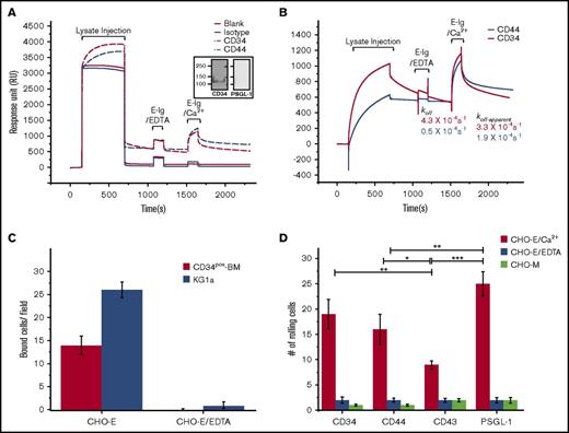 Figure 3. Flow-based binding assays confirm that CD34 is a functional E-selL. (A) Raw data depicting the capturing of E-selectin ligand from KG1a lysate on surface-immobilized antibodies and their subsequent binding to E-selectin by SPR. The lanes of the flow cell represent blank (red line), immobilized CD34-mAb (4H11) (7360 RU; red dashed line), immobilized CD44-mAb (Hermes3) (5200 RU; blue dashed line), and immobilized isotype control (4377 RU; blue line). The mAb immobilization (step 1) is not shown. Lysate injection, arrows mark the start and end of the lysate injection, which is then followed by a buffer washing step. The sensorgrams represent the raw data of the uncorrected RU for the buffer bulk refractive index and nonspecific interactions. Inset, western blot analysis and staining for either CD34 (left panel) or PSGL-1 (right panel) after eluting them from the chip confirming specificity of their capturing by SPR. E-Ig/EDTA injection, the injection involves E-Ig (177 nM) in the presence of EDTA (5 mM) as a control to show specificity of E-Ig to its ligands. E-Ig/Ca2+ injection, the injection involves Ca2+ (1 mM) to support E-Ig (177 nM) binding to its ligands. (B) Corrected sensorgrams for the buffer refractive index and nonspecific interactions. Data were presented as described in panel A but after subtracting the RU of the buffer refractive index and nonspecific interactions from the standard reference flow cell that contains the isotype control. Furthermore, normalization was applied to even out the difference in the level of mAb-captured CD34 and CD44 as described in the supplemental Materials and methods. koff is the dissociation rate constant for CD34 and CD44 from their respective mAb, and koff-apparent is the apparent dissociation rate constant for E-Ig, CD34/E-Ig, or CD44/E-Ig from their respective mAb as well as E-Ig from the complexes CD44·Hermes-3-mAb or CD34·4H11-mAb (n = 3 independent experiments). (C) Immunoprecipitations of CD34 were prepared from lysates of CD34pos-BM and KG1a cells and spotted on glass slides to test for CHO-E binding using a Stamper-Woodruff assay. Adherent CHO-E cells were counted by light microscopy using an ocular grid under magnification ×20. The data are representative of 1 experiment, and the error bars indicate the standard error of the mean (SEM) of 7 fields per slide on 2 slides for each experiment (n = 3 independent experiments). (D) Blot-rolling assays were performed on western blots of CD34, CD44, CD43, and PSGL-1 immunoprecipitates from KG1a cells stained for HECA-452. CHO-E cells were subsequently perfused over immunoprecipitated glycoproteins at 0.25 dyne/cm2. After cell perfusion, the numbers of rolling cells per field were counted (red bars). As a control, CHO-E cells incubated with EDTA (blue bars) or mock-transfected CHO cells (CHO-M) (light green bars) were used. Results shown reflect the average number of rolling cells over the HECA-452 blots of n = 7 membrane preparations from 4 distinct fields of view each. Data are mean ± SEM (error bars). *P < .05; **P < .01; ***P < .001.