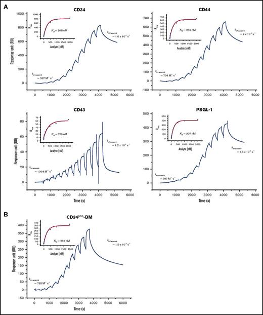 Figure 4. Determination of the dissociation binding constant (KD) for the binding of E-selLs from HSPC-enriched lysates to E-Ig. The sensorgrams show binding of consecutive injections of E-Ig at 15 μL/min for 240 seconds each at concentrations of 3.9, 7.8, 15.6, 31.3, 62.5, 125, 250, 500, 1000, and 2000 nM that are each spaced by a 60-second buffer washing step (A) over captured E-selLs (CD34, CD44, CD43, and PSGL-1) expressed in KG1a cell lysate (150 mM NaCl) and (B) over captured CD34 from CD34pos-BM lysate (50 mM NaCl). 563-mAb (10 800 RU for KG1a lysate or 6952 RU for CD34pos-BM lysate) or MsIgG1 isotype control (8320 RU for KG1a and 7500 RU for CD34pos-BM lysate) was immobilized to capture CD34 (left upper panel). Hermes-3-mAb (9300 RU) or MsIgG2a isotype control (7700 RU) was immobilized to capture CD44 (right upper panel). KPL-1-mAb (11 400 RU) or MsIgG1 isotype control (8090 RU) was immobilized to capture PSGL-1 (right lower panel). A polyclonal CD43 Ab (15 800 RU) or Goat isotype control (14450 RU) was immobilized to capture CD43 (left lower panel). The sensorgrams presented are corrected for the bulk refractive index and nonspecific interactions using the isotype controls. KD was determined by fitting the binding isotherm using a steady-state model and the RUmax values just prior to the start of the buffer injection where steady-state conditions were nearly met (inset) and koff-apparent as described in Figure 3B. Data are representative of n = 3 independent experiments.