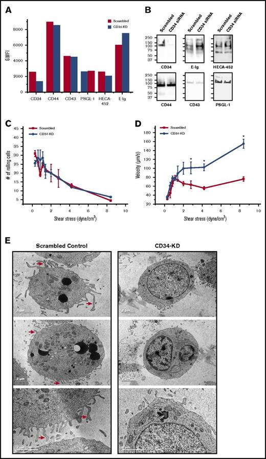 Figure 5. Silencing CD34 leads to a decrease in microvilli and higher rolling velocities with increasing shear stress. (A) Flow cytometric analysis of E-selL expression and E-Ig and HECA-452 binding of scrambled and CD34 siRNA-nucleofected KG1a cells (CD34-KD). This is a representative figure of n = 4 independent experiments depicting the geometric mean fluorescent intensity (G.MFI). (B) Equivalent amounts of scrambled and CD34-KD cell lysates were subjected to western blot analysis and stained for CD34, CD44, CD43, PSGL-1, sLex (HECA-452), and E-Ig. Blots are representative of n = 4 independent experiments. (C) Scrambled or CD34-KD KG1a cells were each perfused over CHO-E cell monolayers for 1 minute at 0.28 dyne/cm2, and then detachment assays were employed by increasing the shear stress stepwise every 15 seconds. The average number of rolling cells in 4 distinct fields of view for each experiment (n = 4) was counted. (D) Single-cell tracking with Imaris V7.6.4 software was used to calculate KG1a rolling velocity over CHO-E cells from (C) at each shear stress depicted as described. The adhesion histogram is representative of n = 4 independent experiments, and data are reported as the mean ± SEM (error bars). *P < .05. (E) KG1a cells were either transfected with scrambled control siRNA (scrambled control) or with CD34 siRNA (CD34-KD), and 48 hours later, cells were fixed with glutaraldehyde and prepared for TEM analysis as outlined in supplemental Materials and methods. Red arrows point out some of the microvilli-type structures that are evident in the scrambled control but not in the CD34-KD images. These are representative cells of over 30 different cells imaged under each condition.