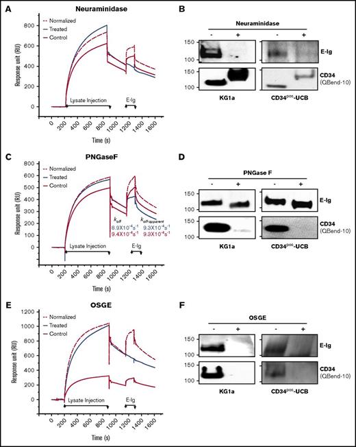 Figure 6. E-selectin binds predominantly to O-glycans on CD34. (A) 4H11-mAb (4964 RU) or its isotype control (4036 RU) were immobilized to capture CD34 from KG1a lysates that were treated with neuraminidase (Treated; blue line) or left untreated but subjected to the same buffer-treatment conditions, incubation times, and temperatures (Control; red line). Following CD34 capture, E-Ig was injected at 354 nM. The same surface was used for both the treated and the control binding studies with a surface regeneration step between the 2 runs. The normalized (red dashed line) sensorgram is the same as the control but normalized to the treated sensorgram based on the ratio of accumulated CD34 RU prior to E-Ig injection. (B) For western blot analysis, equivalent amounts of CD34 immunoprecipitates from HSPC-enriched lysates (KG1a or CD34pos-UCB) were either treated with neuraminidase (+) or not (−) and blotted with either E-Ig (top panel) or CD34 (QBend-10, lower panel). Note that the apparent increase in MW of CD34 is attributed to the loss of the negatively charged sialic acid. (C) SPR analysis of the PNGase F treatment was performed as in panel A using 4H11-mAb (6500 RU) or its isotype control (5810 RU). koff and koff-apparent were calculated as described in Figure 3B. (D) CD34 immunoprecipitates were treated with PNGase F and subjected to western blotting for E-Ig (top panel) or CD34 (lower panel) as in panel B. (E) SPR analyses of OSGE treatment were performed as in panels A and C using 4H11-mAb (9000 RU) or its isotype control (6500 RU). (F) Western blot analysis of the treated CD34 immunoprecipitates were performed as in panels B and D. CD34 (Qbend-10) was used as an internal control to confirm N- and O-glycan removal. The sensorgrams presented are corrected for the bulk refractive index and nonspecific interactions using the isotype controls. All results are representative of n = 3 independent experiments.