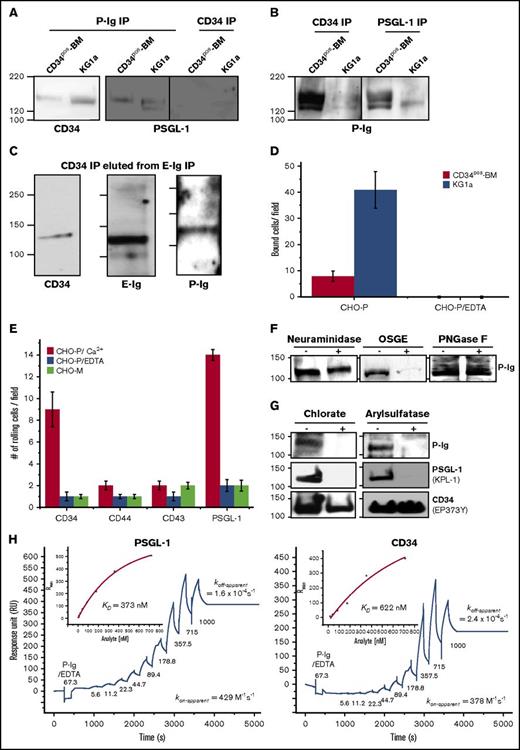Figure 7. A novel CD34 glycoform acts as a P-selectin ligand and its interaction is dependent on O-glycans and tyrosine sulfation. (A) P-Ig was used to immunoprecipitate potential ligands from KG1a and CD34pos-BM lysates, and the resultant proteins were analyzed by western blot for CD34 (QBend-10 and EP373Y mAb) or PSGL-1 (KPL-1-mAb). Note that CD34 immunoprecipitates were free from any PSGL-1 contamination (n = 3 independent experiments). (B) CD34 and PSGL-1 were immunoprecipitated from KG1a or CD34pos-BM lysates and then analyzed by western blot for P-Ig binding (n = 3 independent experiments). (C) E-Ig was used to immunoprecipitate E-selLs from the KG1a lysate and resultant proteins were eluted with 30 mM EDTA. The eluate was then immunoprecipitated with CD34 mAbs (clones 4H11 and 581) prior to western blot analysis for CD34, E-Ig, and P-Ig (n = 3 independent experiments). (D) CD34 immunoprecipitates were prepared from CD34pos-BM and KG1a lysates and spotted on glass slides to test for CHO-P binding using a Stamper-Woodruff assay. Adherent CHO-P cells were counted by light microscopy. The data are a representative experiment, and the error bars indicate the SEM of 7 fields per slide on 2 slides for each experiment (n = 3 independent experiments). (E) Adhesion bar graph representing results obtained for the blot-rolling assay using CHO-P cell rolling (red bars) at 0.25 dyne/cm2 (rolling cells per field) over western blots of immunoprecipitated CD34, CD44, CD43, or PSGL-1 from KG1a cell lysates as in Figure 3D. As controls, CHO-E cells were incubated with EDTA (blue bars) or mock-transfected CHO cells (CHO-M; light green bars) were used. The adhesion bar graph is the average of 4 fields of view per experiment from n = 5 independent experiments, and data are reported as the mean ± SEM (error bars). (F) CD34 immunoprecipitates from KG1a lysates were treated with neuraminidase, OSGE, or PNGase F or no treatment followed by western blot for P-Ig binding. Note that CD34 (QBend-10) was used as an internal control (data not shown) as in Figure 6 (n = 3 independent experiments). (G) To inhibit sulfation, KG1a cells were treated with 150 mM sodium chlorate for 72 hours (+; left panel) while KG1a whole-cell lysates were treated with 5 U/mL arylsulfatase for 3 hours (+; right panel) as described in supplemental Materials and methods. Negative controls consisted of the buffers used for the treatment without the sodium chlorate (−; left panel) while KG1a whole-cell lysates were treated arylsulfatase (−; right panel). Following treatment, CD34 was immunoprecipitated from cell lysates, and the resulting proteins were analyzed by western blot for P-Ig binding (top). Note that both treatments abrogated PSGL-1 binding to the KPL-1-mAb from KG1a lysates (middle; KPL-1 is sensitive to the loss of sulfation on PSGL-1), whereas the treatments did not significantly affect CD34 protein levels as indicated by EP373Y-mAb staining (bottom) or PSGL-1 staining (data not shown). Blots are representative of n = 3 independent experiments. (H) Divalent metal ion dependency and binding of P-Ig to PSGL-1 and CD34 captured from KG1a cell lysate at 150 mM NaCl were measured by injecting P-Ig (67 nM) in the presence of 10 mM EDTA followed by consecutive injection of different concentrations of P-Ig (as indicated) in the presence of 2 mM CaCl2. The experimental conditions are similar to those in Figure 4 with P-Ig injected for 170 seconds interrupted by a 60-second washing buffer step. KPL-1-mAb (11 000 RU) or MsIgG1 isotype control (5000 RU) were immobilized to capture PSGL-1 (left panel). 563-mAb (6527 RU) or MsIgG1 isotype control (5000 RU) were immobilized to capture CD34 (right panel) (n = 3). koff-apparent and KD were determined as described in Figures 3B and 4, respectively. The sensorgrams presented are corrected for the bulk refractive index and nonspecific interactions using the isotype controls.