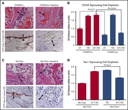 Figure 2. BM remodeling and osteoblast morphology after hematopoietic cell depletion and TBI. (A) Hematoxylin and eosin (H&E)–stained and GFP-stained sections (40×) of metaphyseal BM 48 hours after both DT depletion and TBI in CD45Cre– (control) and CD45Cre+-depleted mice demonstrating depletion of hematopoietic cells and alterations in osteoblast (OB) thickness. (B) Quantitative analysis of osteoblast thickness (n ≥ 5) after DT injection only, TBI only, or DT injection and TBI in mice expressing iDTR with and without the presence of CD45Cre cells. Results show a significant decrease in osteoblast thickness (3.42 ± 0.11 μm vs WT, 8.45 ± 0.31 μm; P < .0001) between mice treated with DT and TBI in the CD45Cre+ cohort. There was also a significant decrease between CD45Cre– and CD45Cre+ mice treated with DT injection only (4.60 ± 0.23 μm in CD45Cre– vs 2.89 ± 0.13 μm in CD45Cre+; P < .0001). (C) H&E-stained and GFP-stained sections (40×) of metaphyseal BM 48 hours after DT injection and TBI in Vav1Cre– (control) and Vav1Cre+-depleted mice (n ≥ 5). (D) Analysis of osteoblast thickness in Vav1 depletion model confirming osteoblast flattening (4.55 ± 0.08 μm vs WT, 7.16 ± 0.43 μm; P < .0001).