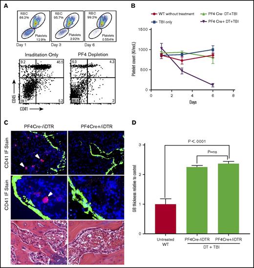 Figure 4. Effect of megakaryocyte depletion on osteoblast thickening. (A) Flow cytometric analysis of peripheral blood at days 0, 3, and 6 of DT injections showing depletion of peripheral platelets (top) and flow cytometric analysis of BM from PF4/iDTR mouse after 5-day treatment with DT and 48 hours after irradiation showing depletion of CD41+ cells (below). (B) Mean platelet counts decreased by 85% compared with DT-treated controls. (C) IF-stained sections (20× top; 40× middle) of BM metaphysis showing significant CD41 (red) depletion and thickening of GFP (green)-labeled osteoblasts in PF4/iDTR × Col2.3GFP triple transgenic mice and PF4Cre– controls treated with DT and 48 hours after irradiation. H&E-stained sections (40× bottom) of PF4/iDTR and PF4Cre– control mice demonstrating similar osteoblast thickening. (D) Analysis of osteoblast thickness in PF4Cre DT depletion compared with PF4Cre– controls shows increased osteoblast thickness compared with irradiated controls (cell thickness, 7.51 ± 0.62 μm vs 7.16 ± 0.43 μm; P = ns). RBC, red blood cell.