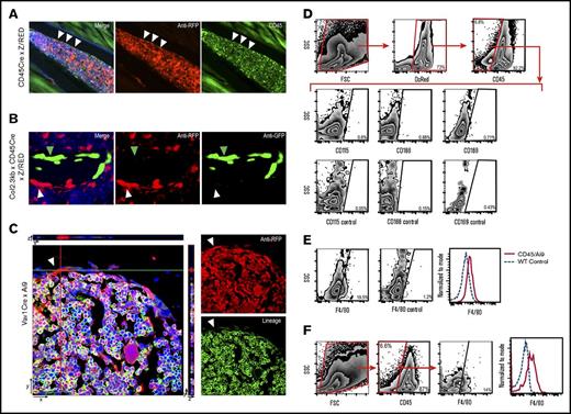 Figure 5. CD45Cre-labeled murine BM. (A) IF-stained metaphyseal bone sections (20×) of RFP-labeled CD45Cre mouse showing BM at homeostasis. White arrows indicate a red CD45-derived cell that resides near the endosteal region. Green CD45 stain reveals that the cell no longer expresses CD45. (B) IF metaphyseal section (40×) of BM from DsRed-labeled CD45Cre mouse crossed with a Col2.3GFP mouse, which GFP labels mature osteoblast. White arrowhead indicates the red CD45-derived cell; green arrowhead indicates the GFP-labeled mature osteoblast. (C) Confocal Z-stack image (63×) showing RFP Vav1-derived cell that does not stain for lineage markers (B220, CD3, Ter119, Gr1, CD11b). (D) Flow cytometric analysis of transgenic CD45/Ai9 mouse BM and bone-lining cells gated on DsRed+/CD45– population. (E) Dot plot and histogram depiction of transgenic CD45/Ai9 mouse BM and bone-lining cells gated on DsRed+/CD45– population showing shift of F4/80 expression. F4/80 expression on dot plot showed an average of 17.27% ± 3.6% positivity vs 1.1% ± 0.015% in unstained controls. (F) Flow cytometric analysis of WT mouse BM and bone-lining cells gated on CD45– population. F4/80 expression on dot plot analysis showed an average of 13.5% ± 0.8% positivity vs 1.1% ± 0.015% in unstained controls.