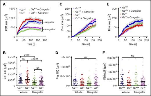 Figure 4. Epinephrine/Gz signaling is dispensable for platelet recruitment and activation. Laser-induced injury was performed in cremaster muscle arterioles of Gz+/+ (blue, green) and Gz−/− (red, magenta) mice with vehicle (circles) or the P2Y12 antagonist cangrelor (triangles, 0.75 µg prior to each injury). (A-B) CD41-positive area over time (A; mean ± SEM) and area under the CD41 vs time curve (AUC) (B; median and interquartile range). (C-D) The P-selectin positive area over time (C; mean ± SEM), and area under the P-selectin vs time curve (D; median and interquartile range). (E-F) Fibrin accumulation following laser injury was used as a measure of thrombin activity by quantifying the fibrin positive area over time (E; mean ± SEM). (F) Graph showing the area under the fibrin vs time curve. The line and error bars show the median and interquartile range. Gz+/+ plus vehicle, n = 36 injuries in 7 mice; Gz−/− plus vehicle, n = 43 injuries in 8 mice; Gz+/+ plus cangrelor, n = 52 injuries in 7 mice; Gz−/− plus cangrelor, n = 65 injuries in 8 mice.