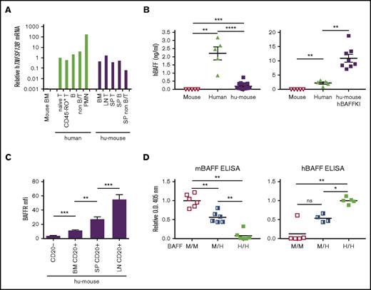 Figure 1. Expression of hBAFF and hBAFFR. (A) Relative levels of hTNFSF13B mRNA in indicated human leukocyte subsets isolated from human PBMCs and hu-mice. hu-mice were generated by transplanting human umbilical cord HSCs into BRGS animals. Data were normalized relative to human naive T cells and are representative of 2 independent experiments. (B) hBAFF concentration in sera of BRGS intact mice (N = 5), humans (N = 5), and either BRGS hu-mice (N = 19) on the left or hBAFFKI-BRGS hu-mice (N = 8) on the right graph. The y-axes are on a different scale in the 2 graphs. Each symbol represents an individual mouse. Arithmetic mean ± standard error of the mean (SEM) are indicated for each group. Data were combined from 4 independent experiments. (C) BAFFR geometric mean fluorescence intensity (MFI) on CD20+ B cells from the following tissue of BRG(S) hu-mice: bone marrow (BM; N = 12), spleen (SP; N = 18), and lymph nodes (LN; N = 10). CD20− cells (N = 18) were included as a reference negative control. Bars indicate mean ± SEM. Data were combined from 3 independent experiments. (D) Relative levels of mBAFF (left) and hBAFF (right) in sera of heterozygous (M/H) and homozygous (H/H) hBAFFKI (BALB/c) mice and littermate control wild-type (M/M) mice as measured by ELISA. Data of each graph were combined from 3 independent experiments with 2 mice per group for mBAFF ELISA and 1 to 2 mice per group for hBAFF ELISA, per experiment. The y-axis shows optical density (O.D.; 405 nm) values that were normalized relative to the average values obtained with M/M sera for mBAFF or with H/H sera for hBAFF in each experiment. *P < .05; **P < .01; ***P < .001; ****P < .0001. B, B cell; PMN, polymorphonuclear leukocyte; T, T cell.