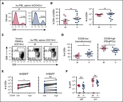 Figure 2. Analysis of B cells and immunoglobulin production in hu-PBL mice expressing either mBAFF or hBAFF. Hu-PBL mice expressing either mBAFF (M) or hBAFF (H) were analyzed 2 to 3 weeks after transplantation of human PBMCs into BRGS and hBAFFKI-BRGS mice, respectively. (A) Representative analysis of CD19 expression on hCD45+ cells. Numbers indicate the frequency of CD19+ B cells. (B) Frequency of CD19+ B cells within the hCD45+ leukocyte cell population (left) and absolute CD19+ cell numbers (right) in individual hu-PBL mice, with mean and SEM in each group of mice. (C) Representative flow cytometric analysis of CD19 and CD38 expression on CD19+ cells from human PBMCs and spleen of hu-PBL mice. Gates were drawn around CD19+CD38low mature B cells (naive and memory) and CD19lowCD38high plasmablasts and plasma cells. Numbers indicate frequency of each cell population. (D) Frequency of CD19+CD38low mature (naive and memory) B cells (left) and of CD19lowCD38high plasmablasts and plasma cells (PBs&PCs; right) within the CD19+ cell population of each hu-PBL mouse, with mean and SEM for each group of mice. (E) CD19+CD38low and CD19lowCD38high absolute cell numbers in the spleen of individual hu-PBL mice expressing mBAFF (left) or hBAFF (right). Each symbol represents an individual mouse and lines connect values obtained from the same animal. Statistical differences were analyzed by paired Student t test. (F) Serum IgM and IgG levels in hu-PBL mice expressing mBAFF (M) or hBAFF (H). Data in all graphs were combined from 4 independent experiments (with 4 donor PBMCs) and a total of 8 to 13 hu-PBL mice per group. *P < .05. ns, not significant.