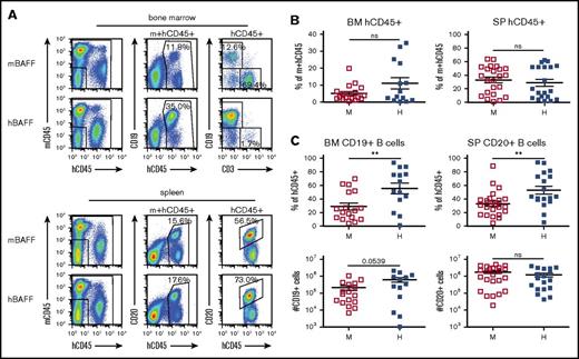 Figure 3. The B-cell population in hu-mice expressing mBAFF or hBAFF. hu-mice were generated by transplanting CB CD34+ cells into BRGS or hBAFFKI-BRGS mice and these animals were analyzed 23 to 24 weeks after transplantation. (A) Representative flow cytometric analysis of bone marrow (top) and spleen (bottom) cells from BRGS (mBAFF) and hBAFFKI-BRGS (hBAFF) hu-mice. The human leukocyte (hCD45+) population was measured within the combined mouse and hCD45+ cell fraction of both bone marrow and spleen. The frequency of human B cells (CD19+ in bone marrow and CD20+ in spleen) was measured within the hCD45+ cell fraction. (B) Frequencies of hCD45+ cells in the combined mouse and human leukocyte population of bone marrow and spleen of BRGS (□) and hBAFFKI-BRGS (▪) hu-mice. (C) Frequencies of B cells within the hCD45+ cell populations (top) and absolute numbers (bottom) in bone marrow and spleen of BRGS and hBAFFKI-BRGS hu-mice. Each symbol in panels B and C represents a mouse; bars are mean and SEM. N = 14 to 23 mice per group and 3 to 4 different CB groups. **P < .01.