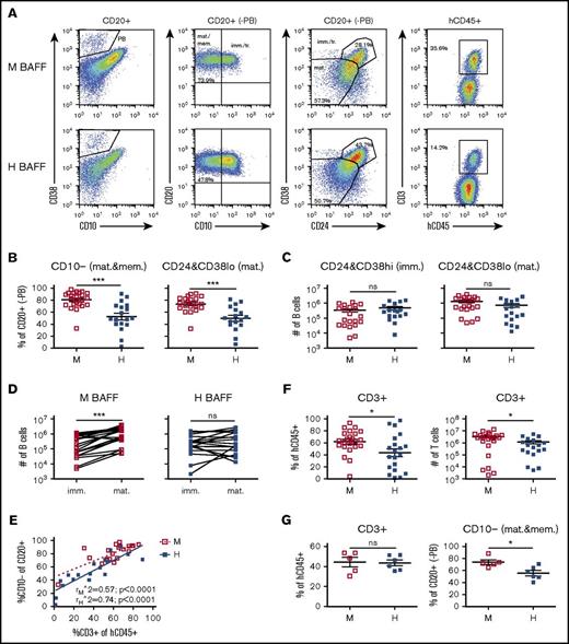 Figure 4. Analysis of B-cell maturity in hu-mice. (A) Representative flow cytometric analysis of immature and mature B cells and of T cells in the spleen of BRGS (top) and hBAFFKI-BRGS (bottom) hu-mice. Plasmablasts (PB), identified as CD38 very-high (CD38vhigh) and CD10−, were gated by Boolean gate on CD20+ (and hCD45+) cells to remove them from the rest of the analysis (left column). Remaining CD20+ cells (-PB) were analyzed for CD10, CD24, and CD38 (second and third columns) to establish the proportion of immature/transitional (imm./tr.; CD10+ and CD24highCD38high) and mature (CD24lowCD38low) or mature/memory (mat./mem.; CD10−) B cells. hCD45+ cells were analyzed to establish frequencies of CD3+ T cells (right column). (B) Frequencies of mature B cells (CD10−, left; CD24lowCD38low, right) within the CD20+ (-PB) spleen B-cell fraction of individual BRGS (□) and hBAFFKI-BRGS (▪) hu-mice. (C) Absolute numbers of immature (CD24highCD38high) B cells (left) and of mature (CD24lowCD38low) B cells (right). (D) Correlation between immature (CD24highCD38high) and mature (CD24lowCD38low) B-cell numbers in the spleen of each hu-mouse. Statistical differences were analyzed by paired Student t test. (E) Scatter plot analysis of the percentage of CD10− mature/memory B cells within the CD20+ (-PB) cell population (y-axis) relative to the frequency of CD3+ T cells within the hCD45+ cell population (x-axis) in the spleen of each hu-mouse. Linear regression analyses are shown separately for BRGS and hBAFFKI-BRGS groups of hu-mice. (F) Frequencies of CD3+ T cells in the hCD45+ spleen cell population (left) and absolute cell numbers (right) in BRGS and hBAFFKI-BRGS hu-mice. (G) Frequencies of T cells (left) and of mature B cells (right) in a subset of BRGS and hBAFFKI-BRGS hu-mice with comparable proportion of T cells (>30% and <54% within hCD45+). Each symbol in panels B through G represents a mouse; bars are mean and SEM. N = 16 to 21 mice per group (in B-G) and 4 different CB groups. *P < .05; ***P < .001.