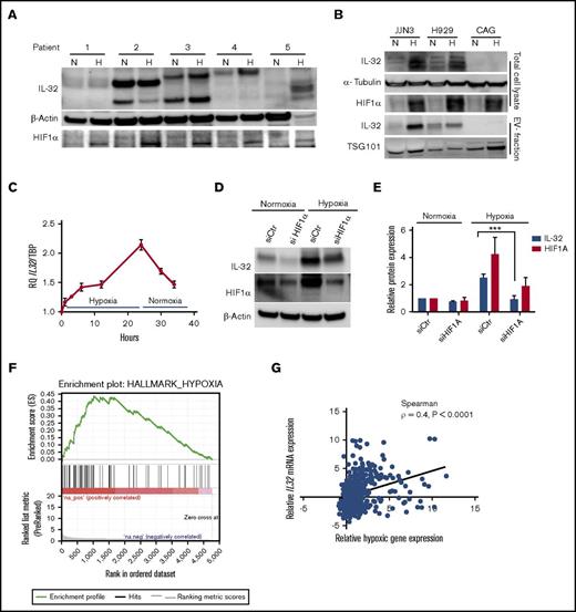 Figure 3. Hypoxia increases IL-32 expression in an HIF1α-dependent manner. (A) BM-derived CD138+ MM cells were cultured for 24 hours in normoxia (20% oxygen) or hypoxia (2% oxygen) as indicated, and IL-32, HIF1α, and β-actin were detected by immunoblotting in total cellular lysates. (B) MM cell lines were cultured for 48 hours under normoxia or hypoxia before collection of cells and cell culture supernatant for EV isolation. Total cell lysates and isolated EVs were immunoblotted as indicated. (C) IL-32 mRNA expression was determined by quantitative PCR in JJN3 cells cultured in hypoxia for the indicated time before reoxygenation as indicated. (D) JJN3 cells were transfected with scrambled control siRNA (siCtr) or HIF1α siRNA (siHIF1α), and expression of IL-32 and HIF1α was examined by immunoblotting after 24 hours. (E) Density of IL-32 and HIF1α bands was quantified by Image Studio Software and normalized to levels of β-actin. Data presented are mean + standard error of the mean from 4 independent experiments. (F) RNA sequencing data were downloaded from the CoMMPass IA8 release and analyzed using GSEA software v2.2.3 to identify functionally related groups of genes with statistically significant enrichment. The figure shows the enrichment plot for the hypoxia-related gene set for patients with IL32 levels in the upper 15th percentile. (G) The same RNA sequencing data in panel F were also analyzed to determine the correlation between relative IL32 mRNA expression vs relative hypoxic gene signature expression in MM as defined previously.21 Relative IL32 gene expression significantly correlated with the hypoxic signature (Spearman ρ = 0.4; P < .0001). ***P < .001.