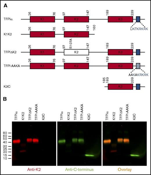 Figure 1. TFPIα variant proteins used in these studies. (A) Shown are the domain structures of TFPIα, K1K2 (amino acids 1-160), TFPIΔK2 (R107A mutation), TFPI-AAKA (L252A, I253A, T255A mutations), and K3C (amino acids 185-271). The 3 Kunitz domains are shown in gray. The C-terminal basic region is blue. (B) Western blot of the TFPI variant proteins, probed with antibodies against the K2 domain (red) and the last 12 amino acids of the C-terminus (green), with overlay indicated in yellow. The K1K2 sample contains some dimerized protein.