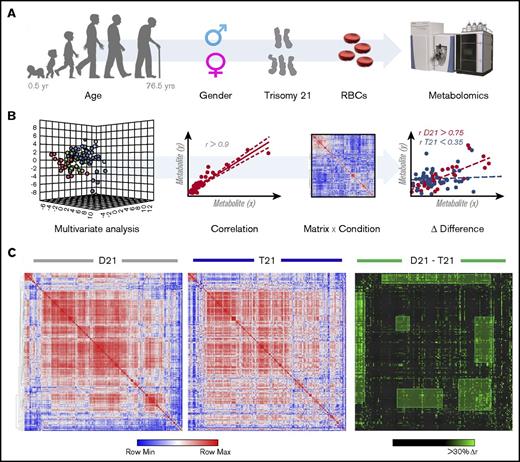 Figure 1. Metabolomics analyses of T21 vs D21 RBCs. (A) UHPLC-MS metabolomic analyses were performed on RBCs from male or female disomic and trisomic volunteers. (B) Metabolite levels were correlated to each other and to age to identify variations (Δ|r| > 30%) in metabolite levels secondary to metabolic rewiring in DS, sex, or aging. The rationale behind this analysis is that, even though correlation does not necessarily imply causation, metabolites in the same pathway will show significant correlations to each other owing to biochemical constraints governing the kinetics of the rate-limiting enzymes from that pathway, a concept we previously referred to as the metabolic linkage.24 Phenotypic alterations that disrupted this fine tuning of the kinetics of specific metabolic pathways would be highlighted by a differential analysis of correlation of metabolites across conditions (ie, in this case D21 and T21). (C) Shown from left to right is an overview of correlations across metabolites in D21 and T21 subjects (blue to red = −1 < r < +1) as well as a highlight of correlations varying >30% between these 2 conditions (highlighted in green).