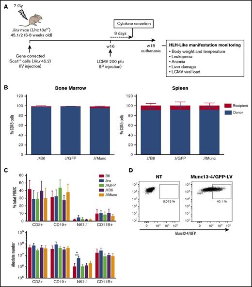 Figure 1. Chimerism and immune system reconstitution in Jinx mice after transfer of the human UNC13D gene into murine HSCs. (A) A schematic representation of the transplantation and infection protocol in mice. Sublethally irradiated (7 Gy) Jinx 45.1/2 recipients were reconstituted with Sca1+ murine HSCs transduced with a Munc13-4- or GFP-expressing LV from Jinx 45.2 mice (the J/Munc and J/GFP groups, respectively) or nontransduced Sca1+ cells from B6 45.1 mice (the J/B6 group). Each mouse received total number of 2.5 × 105 Sca1+ cells. Mice 4 to 6 months posttransplantation were infected with LCMV (intraperitoneal injection, 200 pfu). Euthanasia time: 14 days after LCMV infection. (B) Flow cytometry analysis showing that more than 90% of the cells in the bone marrow and spleen were derived from the donor in all groups at euthanasia. (C) Flow cytometry analysis of various spleen cell subsets in the control groups (B6 and Jinx mice) and transplanted groups. Data are presented as the mean ± standard deviation percentage (first graph) and the absolute count (second graph) for each subset within the spleen. B6 (n = 10), Jinx (n = 10), J/GFP (n = 8), J/B6 (n = 11), and J/Munc (n = 12). *P < .05 using unpaired Student t test. (D) Flow cytometry analysis of Munc13-4/GFP (optimized human Munc13-4 fused to GFP) expression in Sca1+ cells, 48 hours after transduction (n = 3 mice).