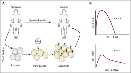 Figure 1. Overview of administration and kinetics of CAR T cells. (A) Overview of CAR T-cell manufacturing and administration. (B) Impact of CAR T-cell costimulatory domain (CD28 or 4-1BB) on kinetics and duration of CAR T cells.