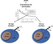 Graphical abstract for: Fewer circulating natural killer cells 28 days after double cord blood transplantation predicts inferior survival and IL-15 response;