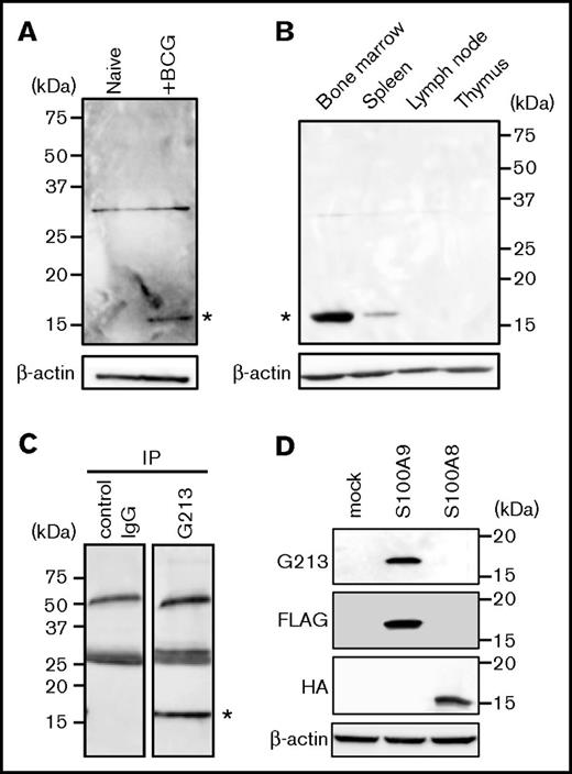 Figure 2. Identification of the G213-reactive protein as S100A9. (A) Tissue lysates derived from the lungs of untreated (left lane) and BCG-challenged (right lane) guinea pigs were resolved on SDS-PAGE, and western blotting was conducted with G213 (upper panel) and Ab to β-actin (lower panel). The 15-kDa species specifically recognized by G213 is indicated with an asterisk. The 30-kDa bands observed on both lanes may represent nonspecific signals. (B) Tissue lysates derived from the bone marrow, spleen, lymph nodes, and thymus of an untreated guinea pig were prepared, and western blotting was performed as in panel A. The 15-kDa species specifically recognized by G213 is indicated with an asterisk. (C) Bone marrow cells obtained from an untreated guinea pig were lysed, and immunoprecipitation (IP) was performed with either control IgG (left lane) or G213 (right lane). Samples were resolved on an SDS-PAGE gel, followed by immunoblotting with G213. The 15-kDa species specifically recognized by G213 is indicated with an asterisk. (D) Cell lysates derived from HEK293T cell transfectants expressing either FLAG-tagged S100A9 or HA-tagged S100A8 as well as mock-treated cells were resolved on SDS-PAGE gels, and immunoblotting with Abs to FLAG, HA, and β-actin as well as G213 mAb was conducted.