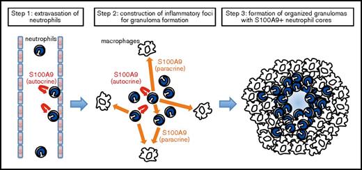 Figure 5. A proposed model for S100A9-dependent granuloma formation. The neutrophil S100A9 protein may play essential roles in multiple steps of granuloma formation, including the recruitment of neutrophils from peripheral blood (step 1) and the construction of a niche for the development of a granuloma (step 2). S100A9 released from neutrophils stimulates neutrophils and macrophages in autocrine (U-shaped arrows in red) and paracrine (straight arrows in orange) manners, thereby augmenting focal cellular responses via the secretion of proinflammatory cytokines and macrophage-recruiting chemokines as well as other inflammatory mediators. Prolonged focal inflammation with S100A9+ neutrophils at the core may contribute to the concentric expansion of the surrounding macrophage layer, resulting in the formation of organized granulomas (step 3). Chronic exposure to S100A9 deposited in the central area of granulomas, as well as the hypoxic and acidic microenvironments, may be highly stressful to cells, potentially serving to generate exhausted (degranulated) neutrophils and central necrosis.