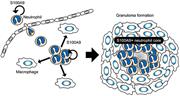 Graphical abstract for: Neutrophils and the S100A9 protein critically regulate granuloma formation;