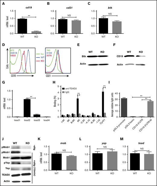 Mst1 regulates the CD19 transcriptional level. RT-PCR analysis of cd19 (A), cd21 (B), and btk (C) mRNA expression in fresh isolated B cells. Surface staining of CD19 (D) and CD21 (E) in fresh isolated B cells. Immunoblot of total Btk level in fresh isolated B cells (F). RT-PCR analysis of tead1, tead2, tead3, tead4 in fresh isolated B cells (G). Binding of TEAD2 to conserved motifs in the chr7:133 540 001-133 575 000 region (cd19 locus: chr7:133 551 962-133 558 384) in sorted CD19+ B cells from WT mice, analyzed by ChIP with antibody to TEAD2 (anti-TEAD2) or isotype-matched control antibody, IgG, followed by quantitative PCR; cyr 61 was used as a positive control (H). 293 cells were transfected with pcDNA3.1-tead2, pGL3-cd19-3′UTR, or pGL3-cd19-3′UTR-mutant and pRL-TKB (internal control) followed by luciferase reporter assay; pGL3-promoter and pGL3-basic were used as positive and negative controls (I). Splenocytes from WT and Mst1 KO mice were stimulated with or without sAg for 10 minutes followed by immunoblot of pMob1, total Mob1, pYap and total Yap, and Tead2 (J). RT-PCR analysis of mob (K), yap (L), tead2 (M) in fresh isolated splenocytes from WT and Mst1 KO mice. Shown are the representative images and results from 3 independent experiments. *P < .01, **P < .001.