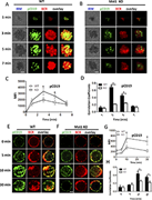 Graphical abstract for: Mst1 positively regulates B-cell receptor signaling via CD19 transcriptional levels;