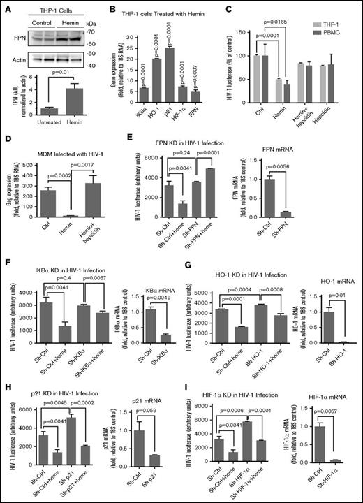 Figure 4. FPN, hepcidin, and iron regulatory genes play a role in heme-mediated HIV-1 inhibition. (A) Hemin treatment induced ferroportin expression. THP-1 cells were treated with hemin for 24 hours. Cell lysates were resolved on 4% to 12% Bis-Tris gel and probed with antibodies against FPN. The β-actin was used as loading control. Results were quantified using Image Quant Software. Bars represent quantification from 4 SCD and control samples. The means ± SD are shown. P values were calculated using Student t test. (B) Expression of candidate genes in hemin-treated THP-1 cells. THP-1 cells were treated with hemin for 24 hours. RNA was extracted, reverse transcribed, and analyzed by RT-PCR using primers for IKBα, HO-1, p21, HIF-1α, and FPN. The18S rRNA was used as a reference for ΔΔCt analysis. The means ± SD are shown (n = 3 for each sample). P values were calculated using Student t test. (C) Restoration of hemin-inhibited HIV-1 replication in THP-1 cells and PBMCs. THP-1 cells and PBMCs were treated with hemin or with hemin and hepcidin and infected with HIV-1-LUC-G. Luciferase activity was measured 2 days PI. The means ± SD are shown (n = 3 for each sample). P values were calculated using Student t test. (D) Restoration of hemin-inhibited HIV-1 replication in MDMs. MDMs were treated with hemin or with hemin and hepcidin and infected with M-tropic HIV-1 (BAL) isolate. Expression of gag was measured by RT-PCR after 6 days PI. The means ± SD are shown (n = 3 for each sample). P values were calculated using Student t test. (E-I) Restoration of hemin-mediated HIV-1 replication by knockdowns of FPN, IKBα, HO-1, p21, and HIF-1α. THP-1 cells were stably transduced with lentiviruses expressing corresponding shRNA and infected HIV-1-LUC-G virus. Where indicated, the cells were also treated with 75 μM hemin. Luciferase activity was measured 2 days PI (left panels). The expression of the corresponding mRNAs was measured by RT-PCR with 18S RNA primers for internal control (right panels). Quantification from 3 independent experiments show the means ± SD and P values calculated using Student t test.