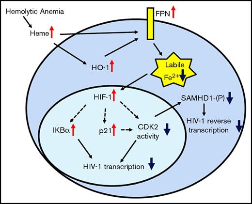 Figure 7. Protein network of iron-activated HIV-1 restriction factors in hemolytic anemia. SCD condition or hemin treatment increases expression of HO-1 and FPN. FPN reduces intracellular iron levels stabilizing HIF-1α, and increasing IKBα and p21 production. It also decreases CDK2 expression and inhibits CDK2 activity. Decreased CDK2 activity reduces SAMHD1 phosphorylation and inhibits HIV-1 RT. Decreased CDK2 activity and increased IKBα expression can also inhibit HIV-1 transcription.