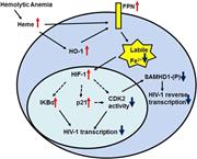 Graphical abstract for: Increased iron export by ferroportin induces restriction of HIV-1 infection in sickle cell disease;