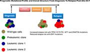 Graphical abstract for: Mutational analysis of disease relapse in patients allografted for acute myeloid leukemia;