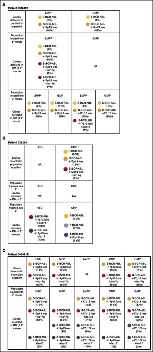 Figure 6. Analysis of clonal structures in NSG mice after transplantation of stem/progenitor populations. Frequency and type of leukemic clones in individual engrafted mice. Injected populations indicated. Results from 1° (A, B, C) and 2° transplantation (A and B) are shown. BM, bone marrow; NA, cells unavailable for FISH analysis.