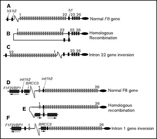 Figure 1. Schematic of F8 intron 22 and intron 1 inversion mutations. (A-C) Light gray rectangles indicate exons 1 to 22, dark gray rectangles indicate exons 23 to 26, and black rectangles indicate the homologous sequences int22h1, int22h2, and int22h3, which are abbreviated h1, h2, and h3, respectively. Introns and extragenic DNA are indicated by black lines. Exons and introns are not drawn to scale. (A) The normal F8 gene. (B) Homologous recombination between int22h1 and either int22h2 or int22h3 separates exons 1 to 22 from exons 23 to 26. (C) The inverted F8 gene. (D-F) Light gray rectangles indicate exons 1 to 26, dark gray rectangles indicate the facultative exons F1 and F2 and VBP1 and BRCC3 genes, and black rectangles indicate the homologous sequences int1h1 and int1h2. Introns and extragenic DNA are indicated by black lines.
