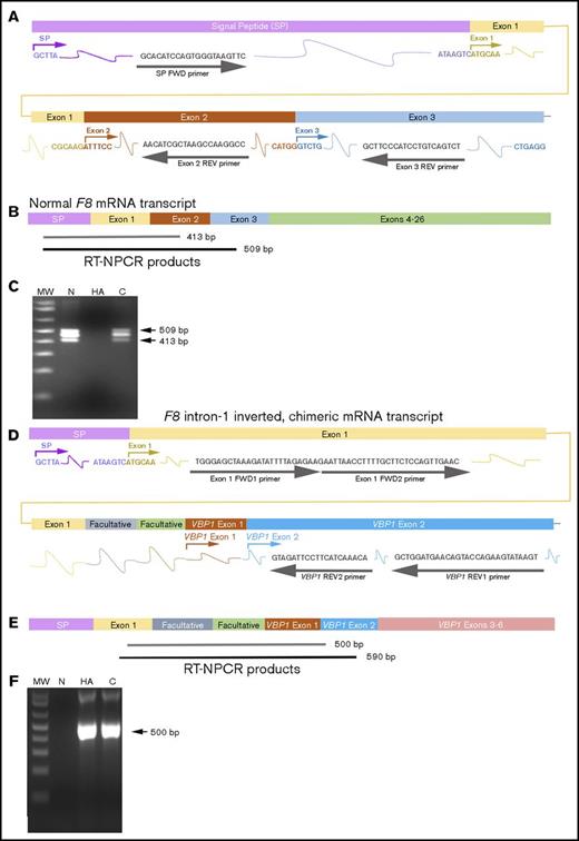 Figure 3. RT-NPCR to detect F8 intron-1 inversion mutations. (A) Schematic representation of wild-type F8 (WT-F8) mRNA from the signal peptide (SP) sequence through exon 3. Primers (gray arrows and font) were designed to hybridize within F8 signal peptide (SP) sequence (violet) and F8 exons 1 (yellow), 2 (brown), and 3 (light blue). (B) WT-F8 mRNA transcript. RT-NPCR produces 509-bp (black line, often not visible on the gel) and 413-bp (gray bar) bands that are both diagnostic of an intact F8 exon 1 to 2 junction sequence. (C) RT-NPCR Inv1 test 1, representative result. MW, molecular weight ladder; N, HA, C, normal control, HA-Inv1, and carrier-Inv1 subjects, respectively. The 413-bp band is amplified from the N and C samples. (The 509-bp outer RT-NPCR product is also seen on this gel.) (D) Schematic representation of the chimeric F8-VBP1 mRNA from an individual with an Inv1 mutation, showing the transcript from the F8 SP sequence to the 5′ region of the VBP1 gene. Primers were designed to hybridize within F8 exon 1 (yellow), and VBP1 exon 2 (turquoise). Note that 2 facultative exons between F8 exon 1 and VBP1 exon 1 are also contained in this chimeric transcript formed as a consequence of the inversion mutation. Outer primers exon 1 FWD and VBP1 REV1 were designed to amplify a 590-bp product. Inner primers exon 1 FWD2 and VBP1 REV2 were designed to amplify a 500-bp product. (E) RT-NPCR produces 590-bp (black line, often not visible on the gel) and 500-bp (gray bar) bands that are both diagnostic of the chimeric RNA resulting from an Inv1 mutation. (F) RT-NPCR Inv1 test 2, representative result. MW, molecular weight ladder; N, HA, C, normal control, HA-Inv1, and carrier-Inv1 subjects, respectively. The 500-bp band is amplified from the HA and C samples.