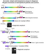 Graphical abstract for: Accurate, simple, and inexpensive assays to diagnose <em>F8</em> gene inversion mutations in hemophilia A patients and carriers;