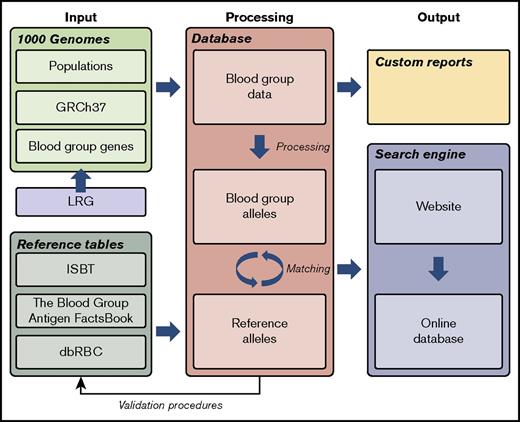 Figure 1. Graphic working model of the project. To create a database of blood group gene alleles, we imported data from the 1000G project, reference data sources, and LRG into a SQL database. Data were curated carefully with several automated and manual validating procedures. This process also discovered previously undetected errors in the reference data. A matching procedure integrated the data sources, allowing for a searchable interface to the database. The database is available via a Web interface, Erythrogene. dbRBC, Blood Group Antigen Mutation Database; GRCh37, Genome Reference Consortium human genome build 37; ISBT, International Society of Blood Transfusion; LRG, Locus Reference Genomic.