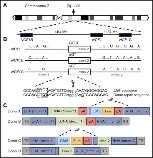 Figure 1. Schematic diagram of NCF1 and its pseudogenes on chromosome 7 and the corrective donors used. (A) Positions of pseudogenes (NCF1B and NCF1C) relative to NCF1 are shown in the inset of chromosome locus 7q11.23. (B) Distinguishing sequences in normal NCF1 and pseudogenes include unique intronic SNPs, the normal GTGT (or mutant ΔGT) at start of exon 2 in NCF1 vs constitutive ΔGT in both NCF1B and NCF1C as depicted. We do not indicate in this figure that a portion of pseudogene or an entire pseudogene may replace a portion of or the entire NCF1 gene at its NCF1 locus. ZFN targets the start of exon 2, with the recognition sequence (upper case) and the spacer or cutting region (lower case) as shown. The ZFN targets the pseudogene sequence shown: CCCAGGTACATGTTCctggtgAAATGGCAGGAC. The capital letters represent the target sequence, and the lowercase letters denote the space or cutting site. Within the “Donor repair sequence,” the underlined base pair G was changed from a base pair A to avoid recutting but does not change the codon translation and is the codon-optimized choice. (C) Schematic representation of the correction donors used for minigene addition or exon 2 replacement with or without a puromycin (Puro) selection cassette flanked with loxP (A/B or C/D, respectively). The cytomegalovirus (CMV) promoter is used to express the puromycin resistance gene and the polyadenylation signal (pA) is indicated. Shown are left and right homology arms (LHA and RHA, respectively). The inverted terminal repeats (ITRs) in donors B, C, and D allow donor packaging in rAAV vector.