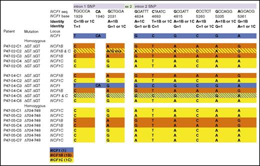 Figure 5. Schematic diagram of sequencing determined SNP detection at TI sites. Forward and reverse sequencing in duplicate was performed on the ∼2-kb PCR products amplified from genomic DNA of donor C TI gene-corrected p47-CGD iPSCs. PCR products were generated from 2 primer sets, one amplifying from 5′ of the first distinguishing SNP in intron 1 to the puromycin cassette and the other from the puromycin cassette to 3′ of the last distinguishing SNP in intron 2 of NCF1 or its pseudogenes. The highlighted regions are color-coded based on the SNP’s gene identity with blue as NCF1 (1), orange as NCF1B pseudogene (1B), and yellow as NCF1C pseudogene (1C). Some SNPs represent only NCF1, NCF1B, or NCF1C, while others can represent 2 different potential combinations. The single-color rows for 16 of 18 clones indicate unambiguous concordance across all SNPs in both primer products, allowing single-locus assignment of the TI. Crosshatch rows for 2 clones represent discordance of SNPs across or between the primer products, suggestive of the presence of TI at 2 loci. The first PCR product contained 3 potential SNPs, and the second PCR product contained exon 2 and multiple SNPs.