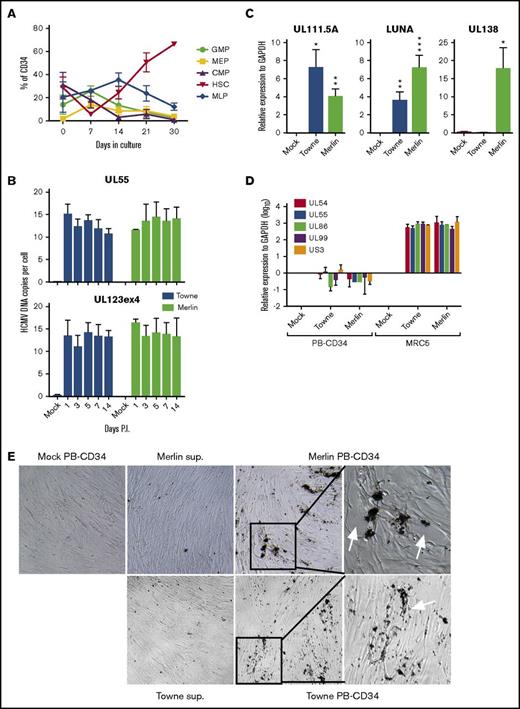 Figure 1. PB-CD34 cell culture model for the establishment of HCMV latent infection. (A) CD34+ cells isolated from healthy PBMCs were cultured for up to 30 days and the phenotype of cell subsets were assessed by flow cytometry over time (n = 7). (B) Digital PCR analysis of HCMV UL55 and UL123ex4 viral genes for DNA copy number from known cell inputs determined by CCR5 qPCR from mock or HCMV strain Towne- or Merlin-infected PB-CD34 cells in a time course experiment (n ≥ 3). (C) Real-time qPCR analysis (log10) of latency-associated transcripts UL111.5A, LUNA, and UL138 at day 5 PI from mock- or HCMV-infected PB-CD34 cells (n = 6) or productive infection genes UL54, UL55, UL86, UL99, and US3 (n = 4) (D). MRC5 infection served as positive control (n = 3). Data show mean ± SEM. *P < .05, **P < .01, ***P < .001. (E) Plaque assay of mock or HCMV-infected PB-CD34 cells, or supernatant from infected cultures, was applied to fibroblast monolayers and observed for CPE over time. Representative bright field microscope images are shown. Original magnification ×40, except rightmost panels (expanded insets) ×100. CMP, common myeloid progenitor; MEP, megakaryocyte-erythrocyte progenitor; MLP, multilymphoid progenitor.