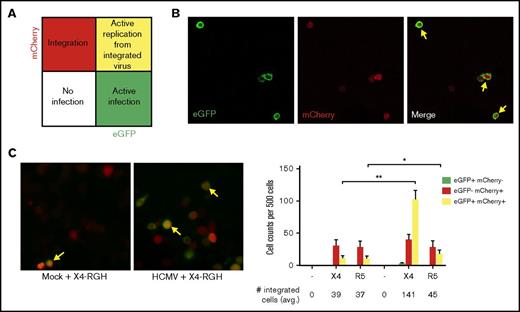 Figure 3. HIV-1 integration and infection of PB-CD34 cells using a dual-reporter pseudovirus. Pseudoviruses constructed with RGH backbone and envelope from HxB2 (X4-tropic) and JR-FL (R5-tropic). (A) Schematic representation for active infection indicated by eGFP fluorescence (green), integrated viral DNA (latency) by mCherry fluorescence (red), and active replication from integrated genome (yellow; arrows in panels B-C). Confocal microscopy was used to examine eGFP and mCherry fluorescence signals 2 days after infection. Representative images of cells showing single or dual mCherry/eGFP signals in Jurkat cells (B) or mock or HCMV-infected PB-CD34 cells (C) at day 2 after RGH/HxB2 pseudovirus infection, with cell count data shown from 4 independent PB-CD34 experiments. Columns represent data as mean ± SEM. Average number of cells with integrated genome is shown below. Original magnification ×400 for panels B-C. *P < .05, **P < .01.