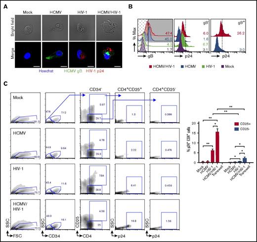 Figure 4. HCMV/HIV-1 coinfected PB-CD34+ cells and enhanced transfer of HIV-1 to autologous CD4+ T cells by latent HCMV. PB-CD34 cells were infected with mock or HCMV strain Merlin for 5 days before HIV-1NL4-3 infection for 3 days. (A) GM-CSF/TNF-α reactivation treatment for 14 hours to detect HIV-1 Gag p24 (red) and HCMV gB (green) by immunofluorescence and counterstained for nucleus (Hoechst, blue). Representative images with bright field and a scale bar of 10 μm are shown. (B) Flow cytometry detection of p24 signals analyzed on gB+- (shaded) and gB−-gated (dotted) for HCMV-infected samples. Representative histograms of 2 independent experiments are shown. (C) After 7 days post-HIV infection of mock or HCMV PB-CD34 cells, coculture with autologous naïve CD4+ T cells (1:5) was performed for 48 hours before being immunostained for flow cytometry. Representative plots with arrows indicating gating for analyzing intracellular p24 signals in CD4+ CD25+, or CD25− subpopulations in mock or HCMV- and/or HIV-1–infected PB-CD34 cells are shown. (C) Column graph for data from 4 independent experiments as a column graph showing mean ± SEM. Numbers represent percentages. *P < .05, **P < .01.